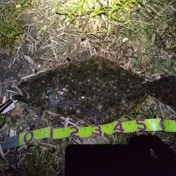ヒラメ