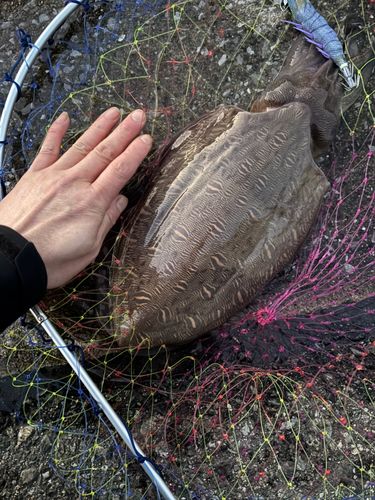 モンゴウイカの釣果