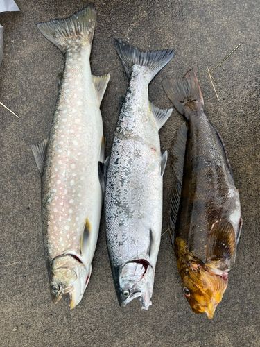サクラマスの釣果