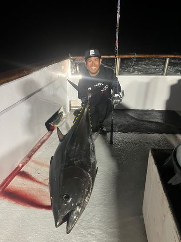 クロマグロの釣果