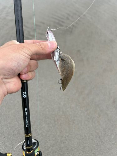 シタビラメの釣果