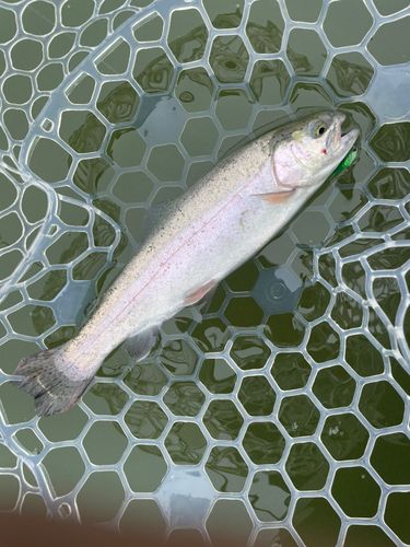 ニジマスの釣果