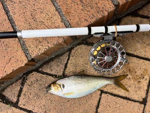 コノシロの釣果