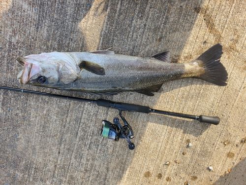 シーバスの釣果