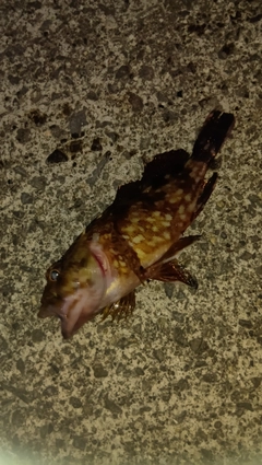 カサゴの釣果