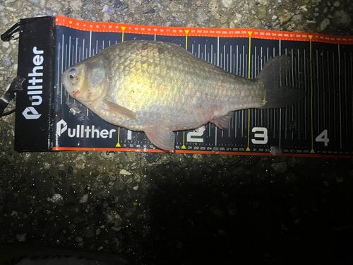フナの釣果