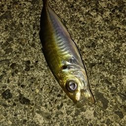 アジ