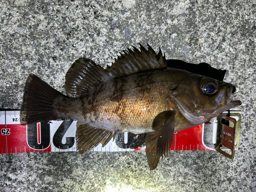 メバルの釣果