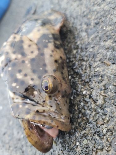 ヤイトハタの釣果