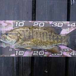 スモールマウスバス