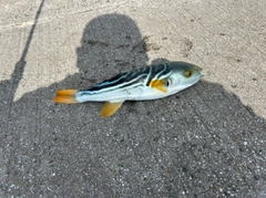 シマフグの釣果