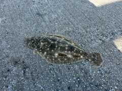 ソゲの釣果
