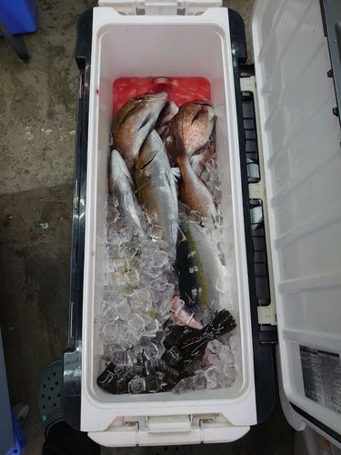 タイの釣果