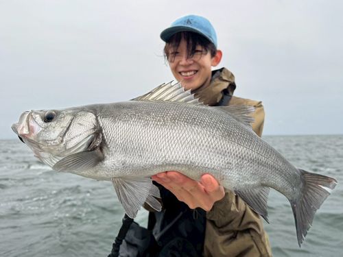 ヒラスズキの釣果