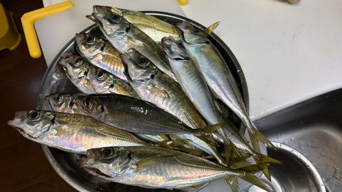 アジの釣果