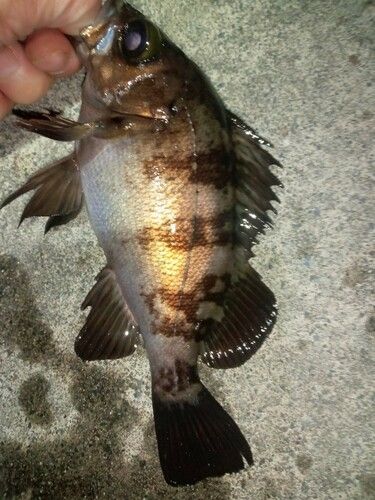 メバルの釣果
