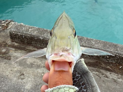 タテシマフエフキの釣果