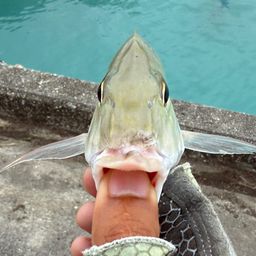 タテシマフエフキ