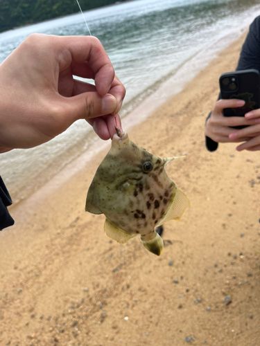 カワハギの釣果