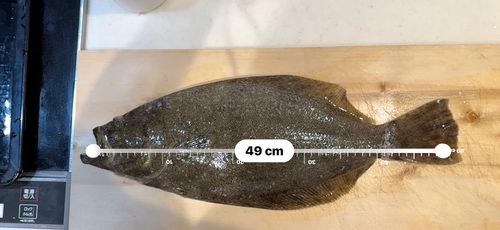 ヒラメの釣果