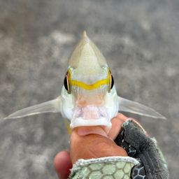 ヒトスジタマガシラ