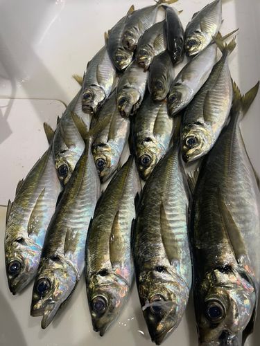 アジの釣果