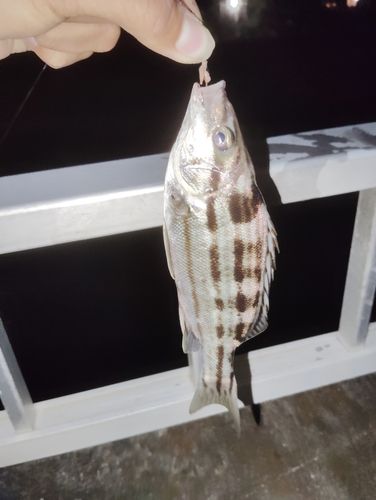 シマイサキの釣果
