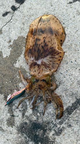 アオリイカの釣果