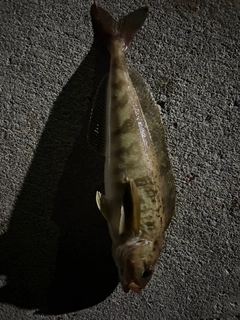 ホッケの釣果