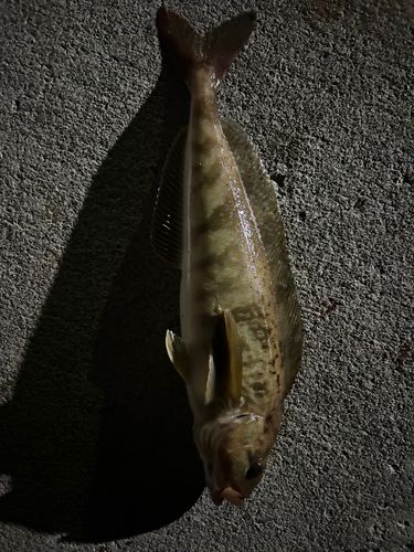 ホッケ