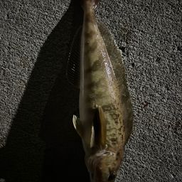 ホッケ