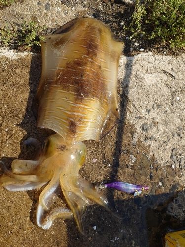 アオリイカの釣果