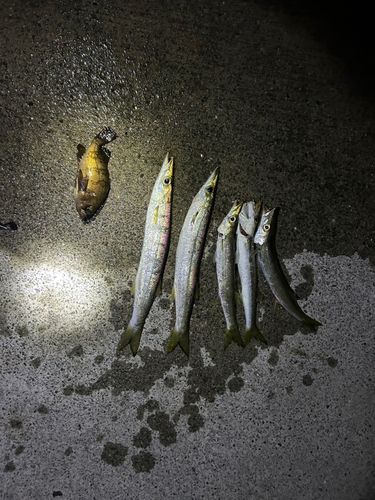 カマスの釣果