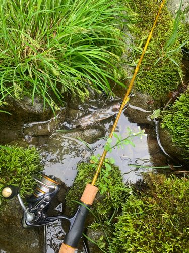 イワナの釣果