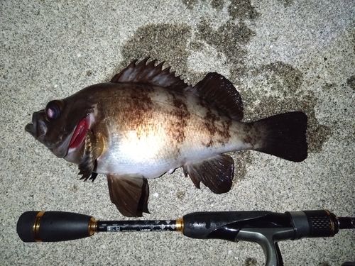 クロメバルの釣果