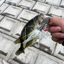 ブラックバス