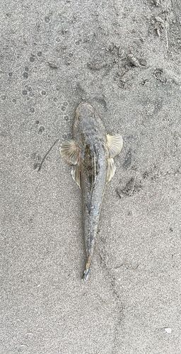 コチの釣果