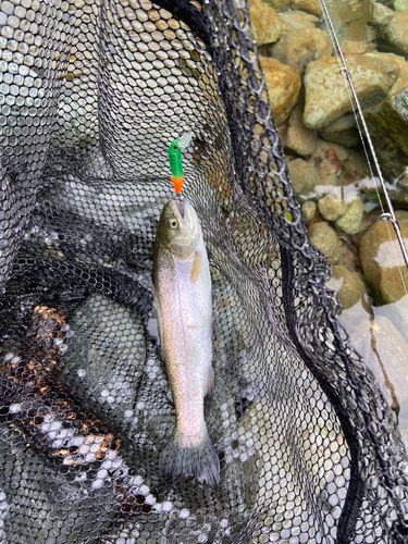 ニジマスの釣果