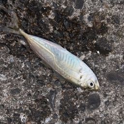 アジ