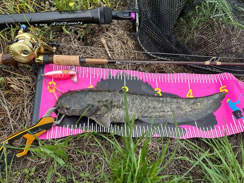 ナマズの釣果