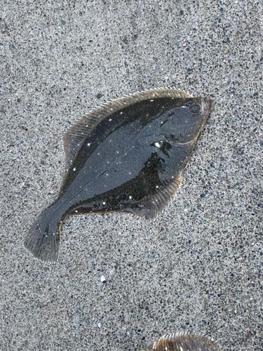 イシガレイの釣果