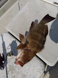 オオモンハタの釣果