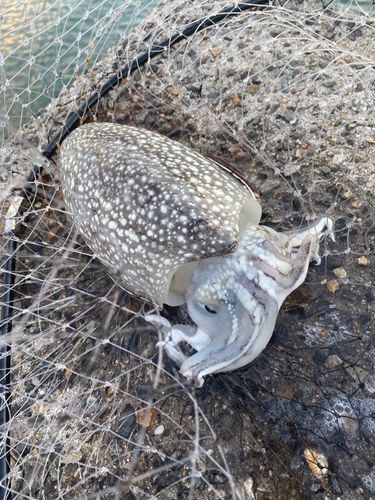 シリヤケイカの釣果