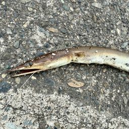 ダイナンウミヘビ