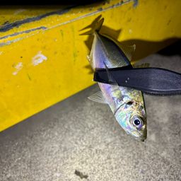 アジ