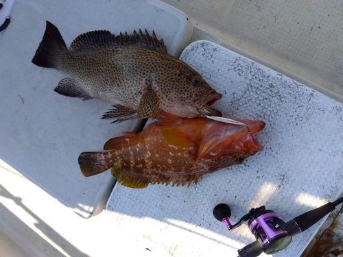 オオモンハタの釣果