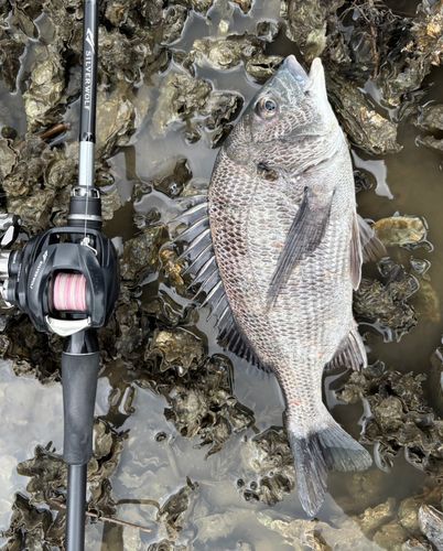 チヌの釣果