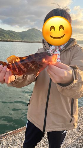 キジハタの釣果