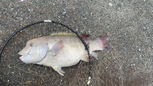 コブダイの釣果