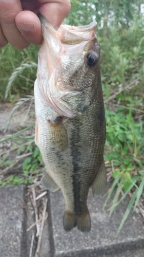 ラージマウスバスの釣果
